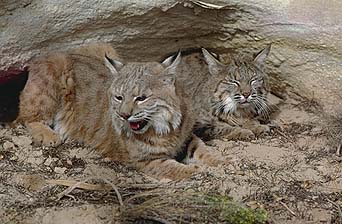 Wild Utah photos, descriptions and locations - Lynx Spider