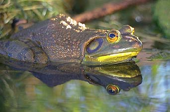 Amphibians Bullfrogs Live - Live Vertebrates